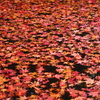 京紅葉2024＿栄摂院06　浮かぶ