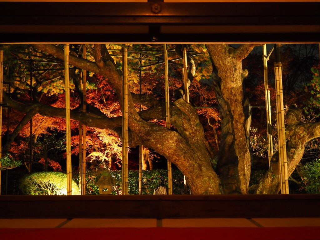 京紅葉2024＿大原・宝泉院　秋の夜灯り03