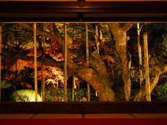 京紅葉2024＿大原・宝泉院　秋の夜灯り03