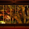 京紅葉2024＿大原・宝泉院　秋の夜灯り03