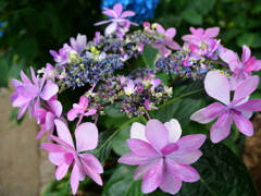 藤森神社 紫陽花苑06