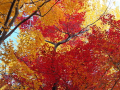 京紅葉2024＿真如堂05　紅と黄　