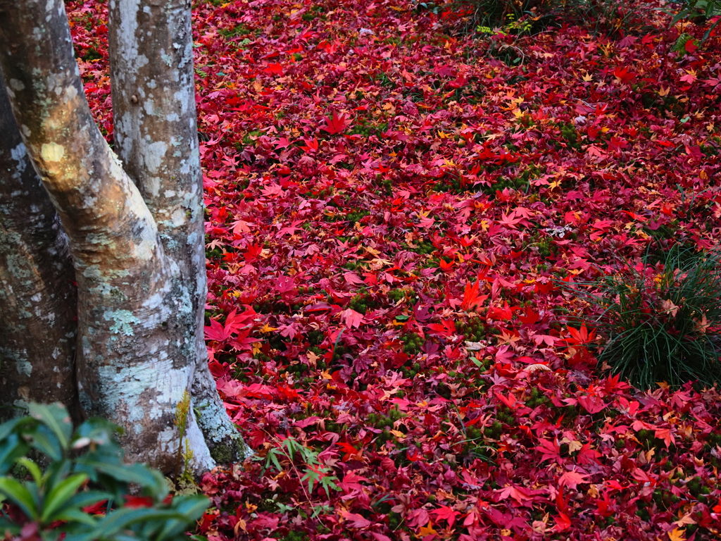 京紅葉2025＿嵐山・宝筐院13　ふかふかⅡ