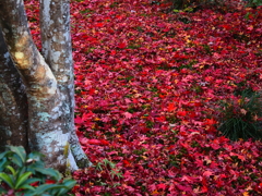 京紅葉2025＿嵐山・宝筐院13　ふかふかⅡ