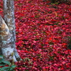 京紅葉2025＿嵐山・宝筐院13　ふかふかⅡ