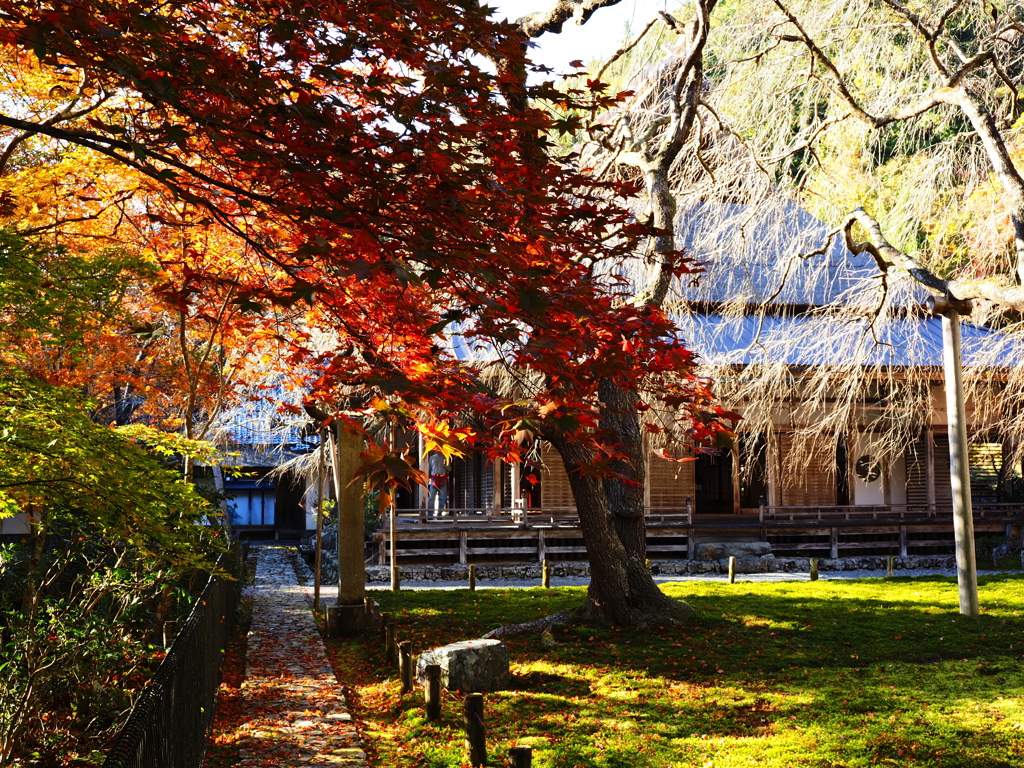 京紅葉2025＿京北・常照皇寺08　方丈