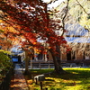 京紅葉2025＿京北・常照皇寺08　方丈