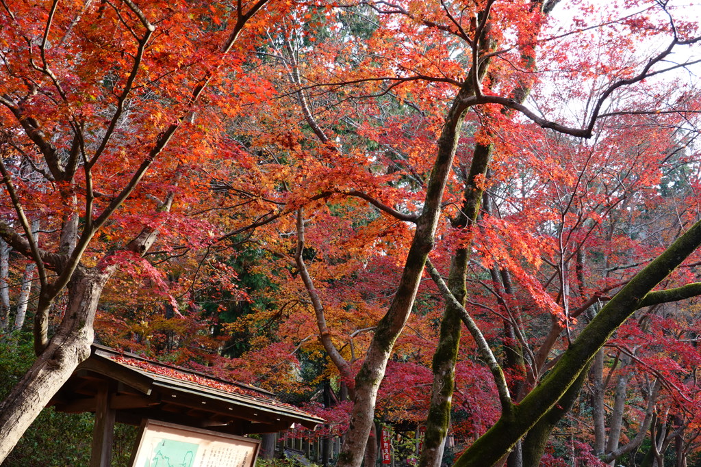 京紅葉2018＿毘沙門堂門跡02　入り乱れ