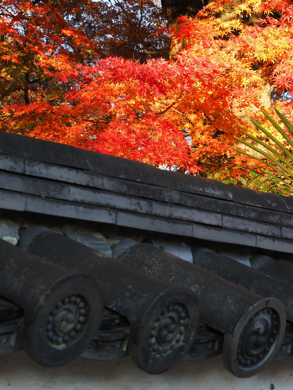 京紅葉2025＿嵯峨釈迦堂01