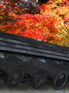 京紅葉2025＿嵯峨釈迦堂01