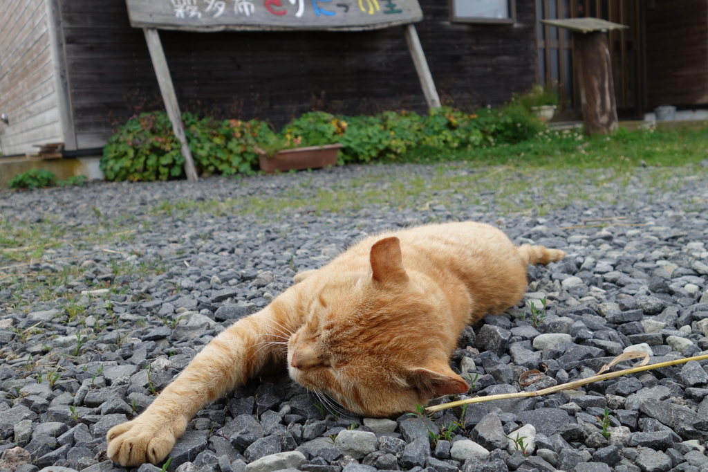 しんだフリ