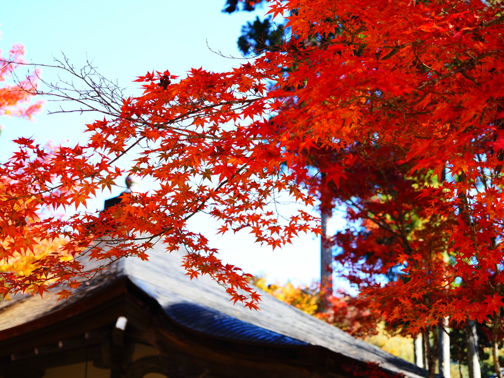 京紅葉2025＿栂尾・高山寺12　開山堂