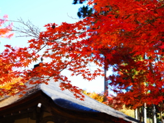 京紅葉2025＿栂尾・高山寺12　開山堂