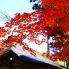京紅葉2025＿栂尾・高山寺12　開山堂