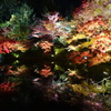 京紅葉2013＿高台寺07