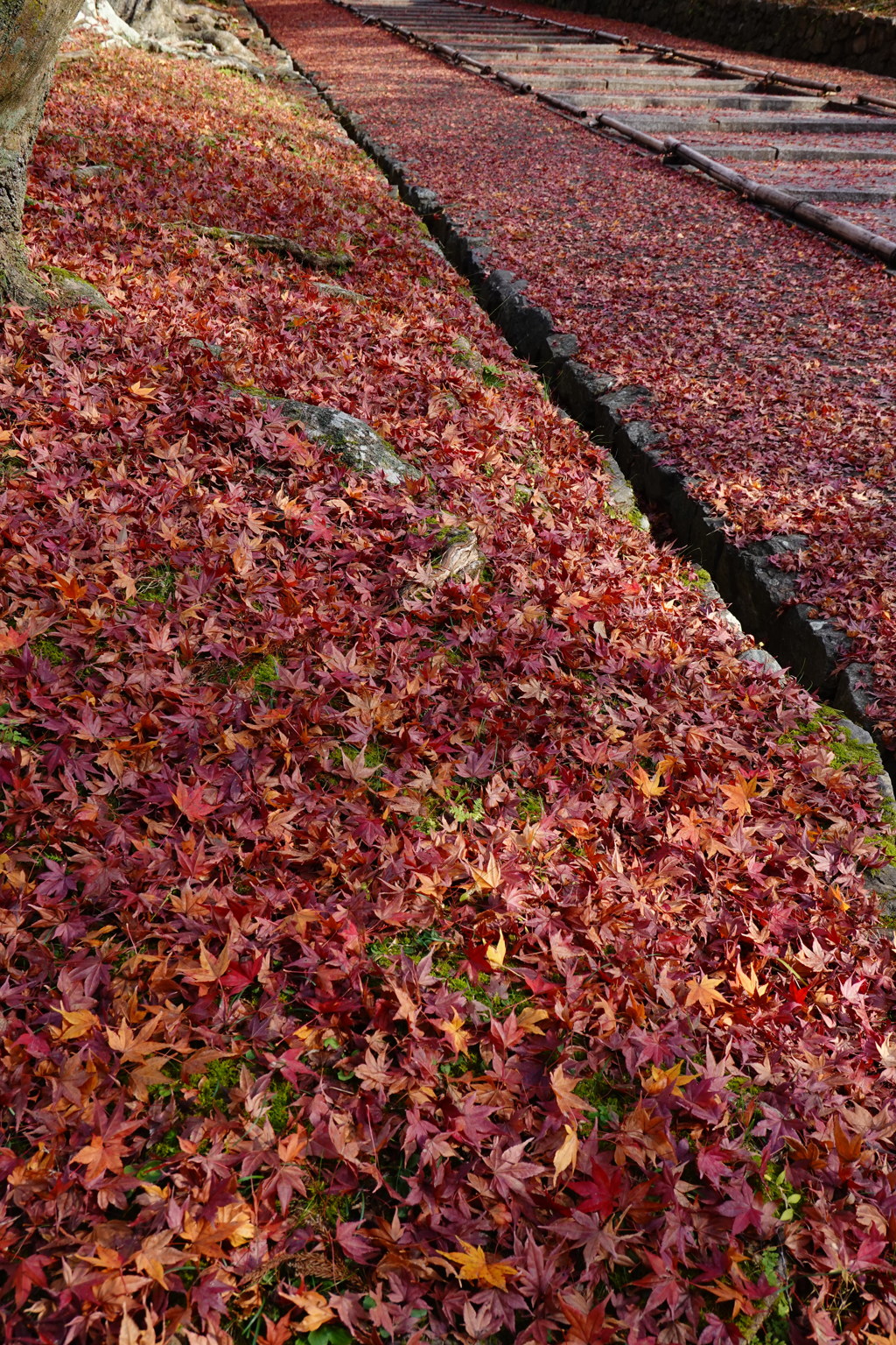 京紅葉2018＿毘沙門堂門跡06　敷きもみじ５