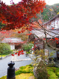 京紅葉2024＿大原・古知谷 阿弥陀寺05