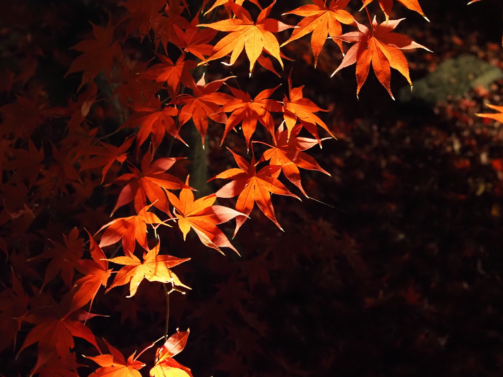 京紅葉2025＿嵐山・鹿王院夜の特別拝観02