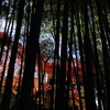 京紅葉2015＿圓光寺10　竹もみじⅠ