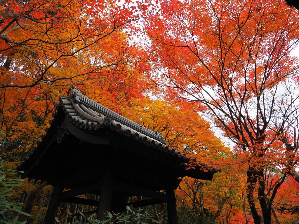 京紅葉2024＿圓光寺04　紅い鐘楼