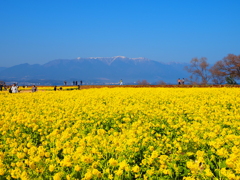 山と琵琶湖と菜の花と