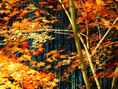 京紅葉2025＿嵐山・鹿王院夜の特別拝観05　紅葉と竹林Ⅰ