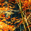 京紅葉2025＿嵐山・鹿王院夜の特別拝観05　紅葉と竹林Ⅰ