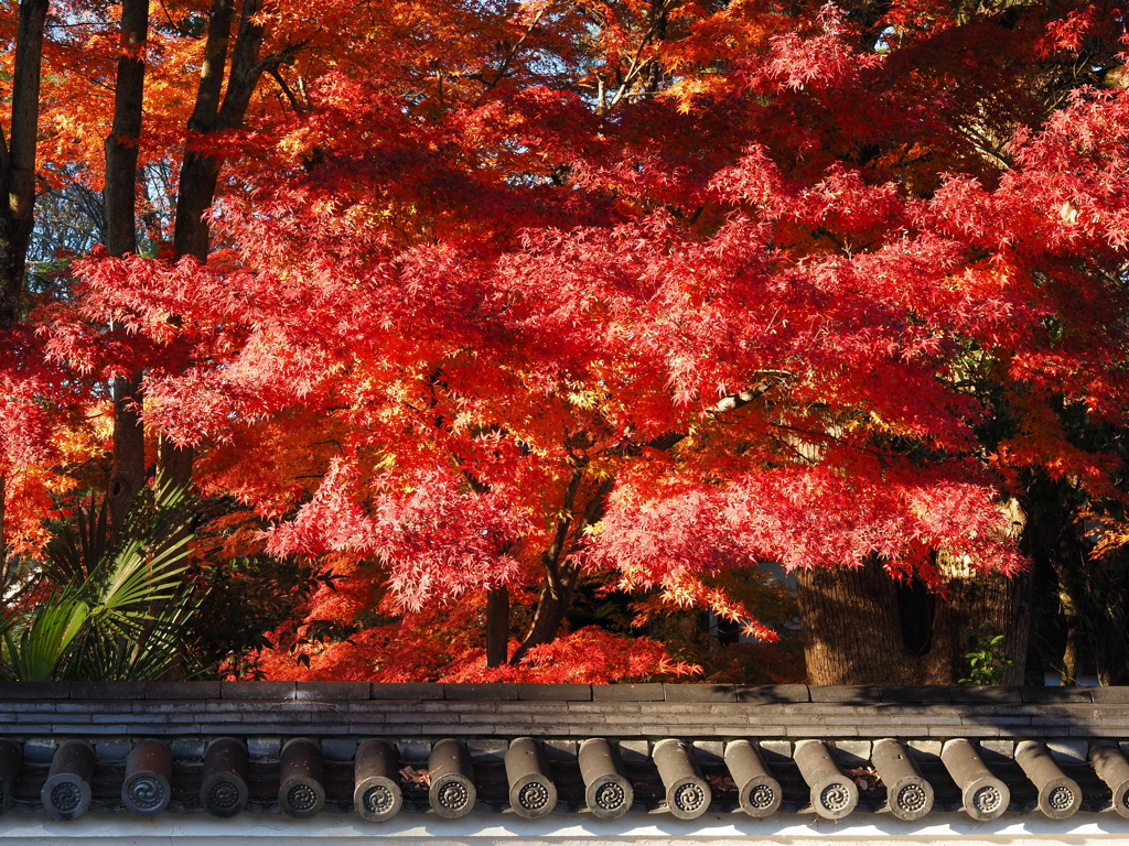 京紅葉2025＿嵯峨釈迦堂02