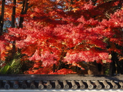 京紅葉2025＿嵯峨釈迦堂02