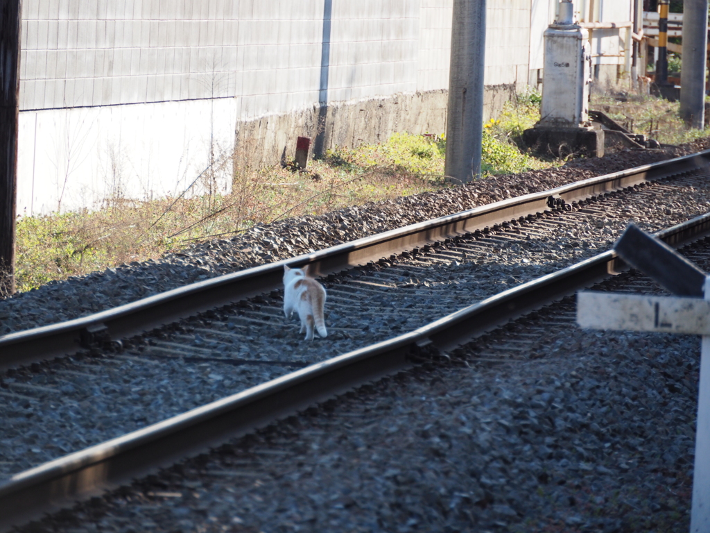 M.ZUIKO 12-200mm F3.5-6.3デビュー　嵐電_32