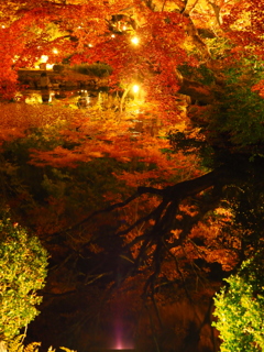 京紅葉2024＿金戒光明寺05　紫雲の庭 水面紅葉Ⅱ