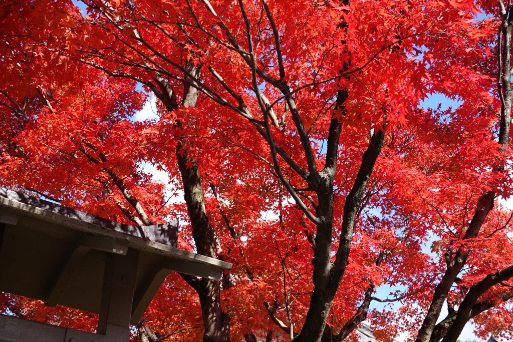 京紅葉2018＿法金剛院