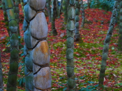 京紅葉2025＿洛西・浄住寺10　亀甲竹