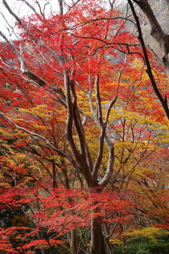 京紅葉2018＿八瀬もみじの小径03