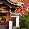 京紅葉2024＿栄摂院01　期待の門
