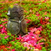 京紅葉2024＿圓光寺のお地蔵様05