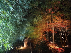 京紅葉2025＿嵐山・鹿王院夜の特別拝観12　交じる