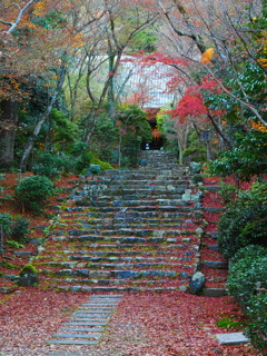 京紅葉2025＿洛西・浄住寺04　なごりの参道Ⅱ