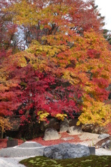 京紅葉2013＿実相院03