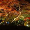 京紅葉2015＿宝厳院16