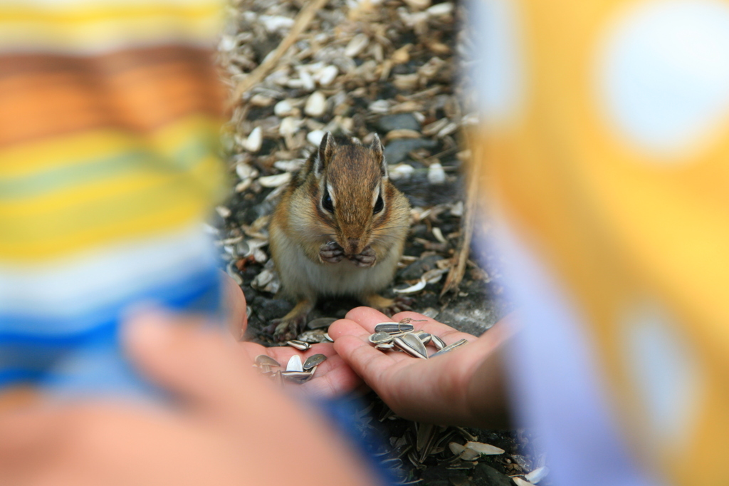 エゾシマリス_迷う