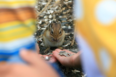 エゾシマリス_迷う