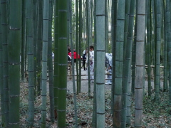 竹林の散策路04　竹林の記念撮影