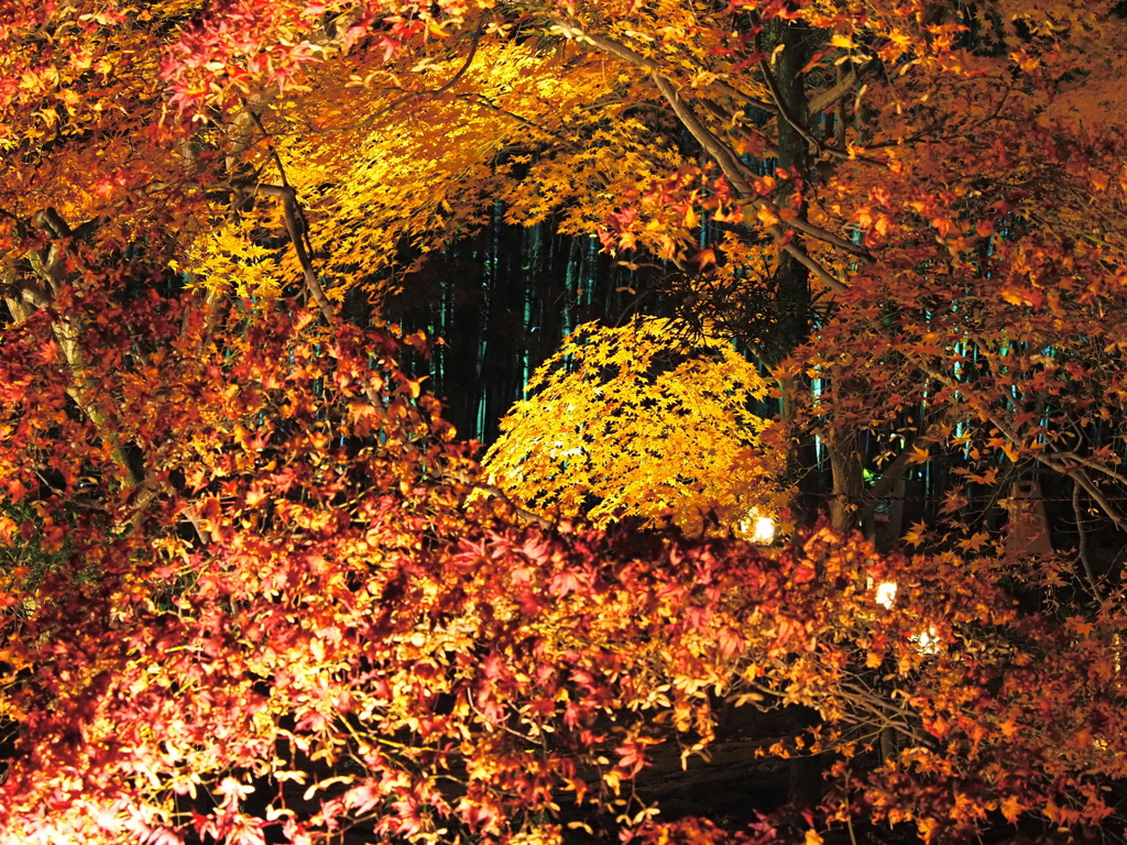 京紅葉2025＿嵐山・鹿王院夜の特別拝観13　三色Ⅱ