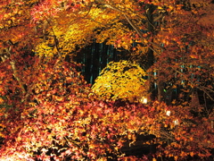 京紅葉2025＿嵐山・鹿王院夜の特別拝観13　三色Ⅱ