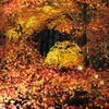 京紅葉2025＿嵐山・鹿王院夜の特別拝観13　三色Ⅱ