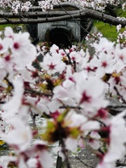 桜_琵琶湖疏水Ⅳ