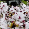 桜_琵琶湖疏水Ⅳ