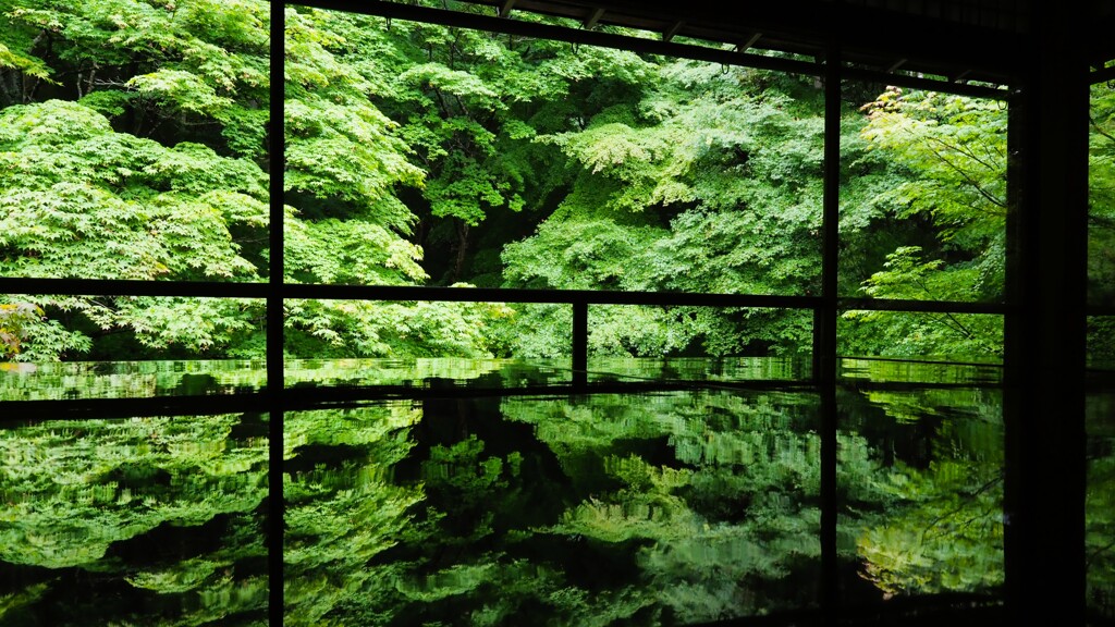 瑠璃光院_青もみじ03