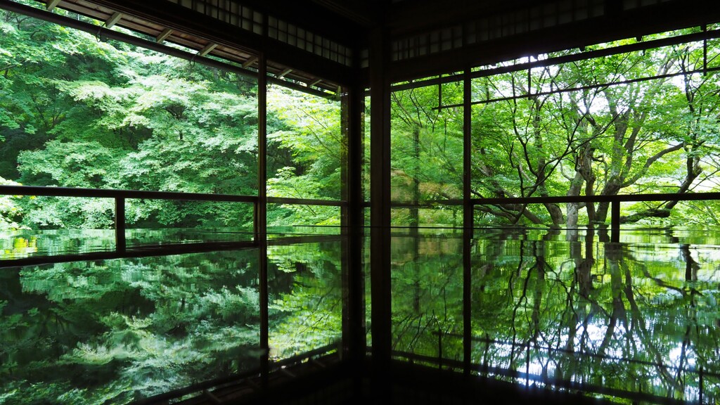 瑠璃光院_青もみじ02